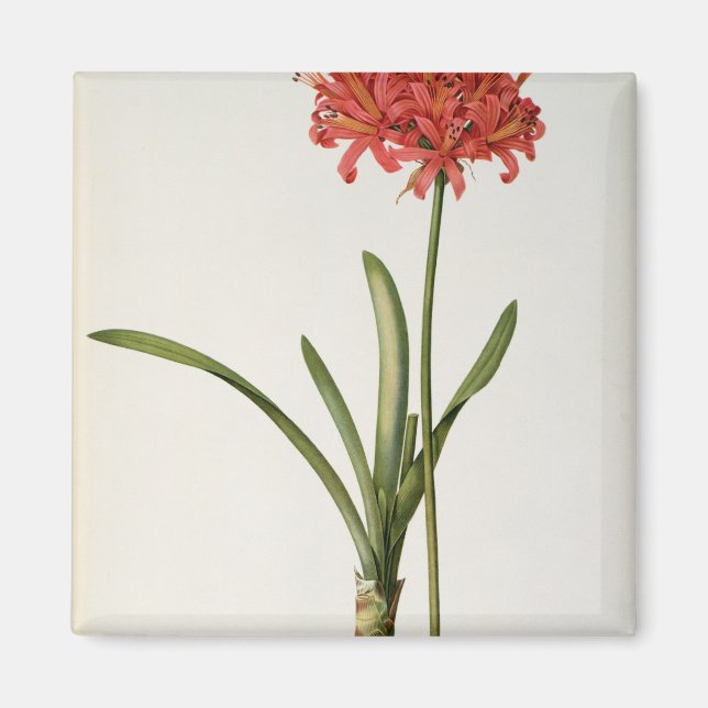 Amaryllis Curvifolia, 1809, from `Les Magnet (Front)