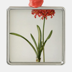 Amaryllis Curvifolia, 1809, from `Les Metal Ornament