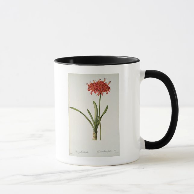 Amaryllis Curvifolia, 1809, from `Les Mug (Right)
