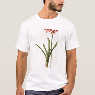 Amaryllis Curvifolia, 1809, from `Les T-Shirt