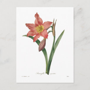 Amaryllis equestris postcard