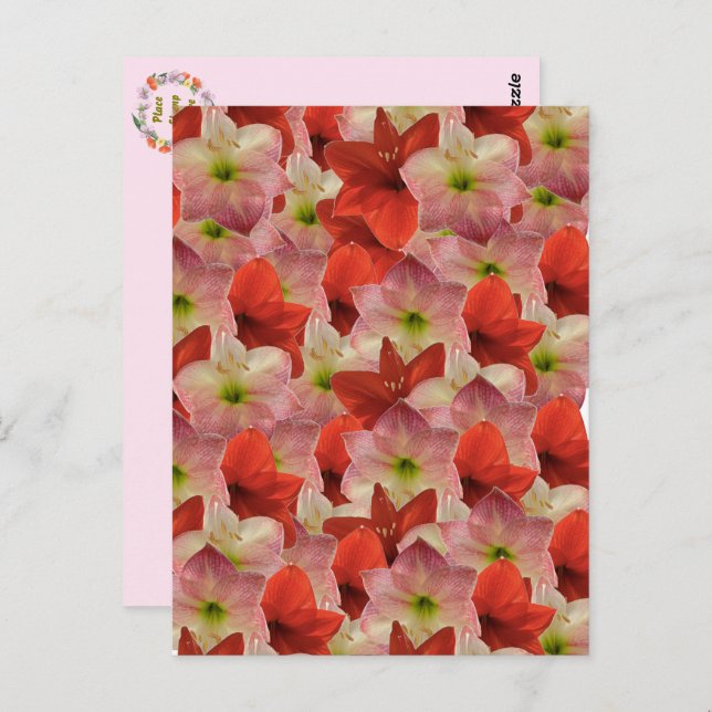 Amaryllis Floral Postcard (Front/Back)
