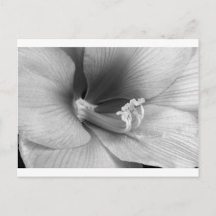 Amaryllis Flower Bloom in black and white Postcard
