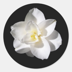 Amaryllis Flower Classic Round Sticker