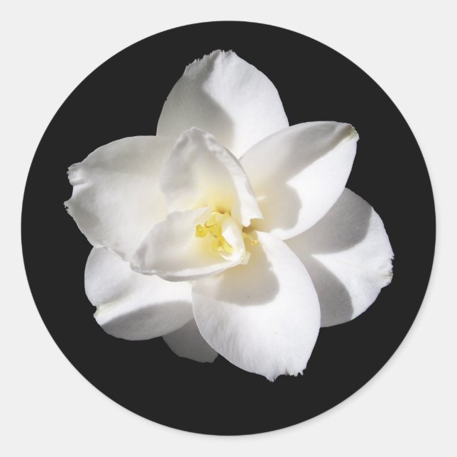 Amaryllis  Flower Classic Round Sticker (Front)