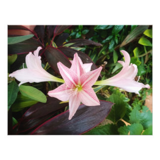 Amaryllis Flower Plant In Garden Photo Print
