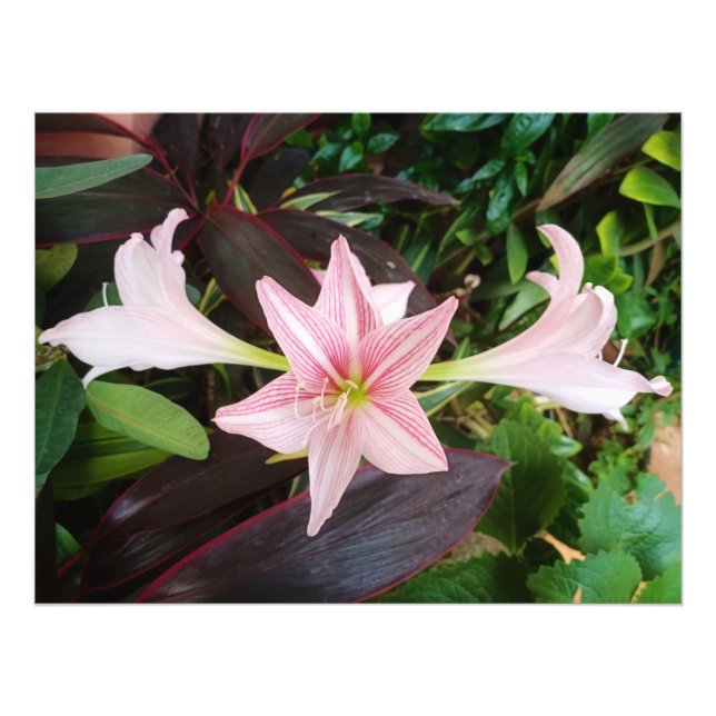Amaryllis Flower Plant In Garden Photo Print (Front)