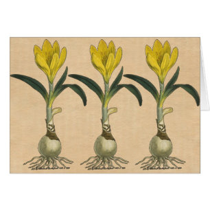 Amaryllis Flower Vintage floral Drawing Botanical