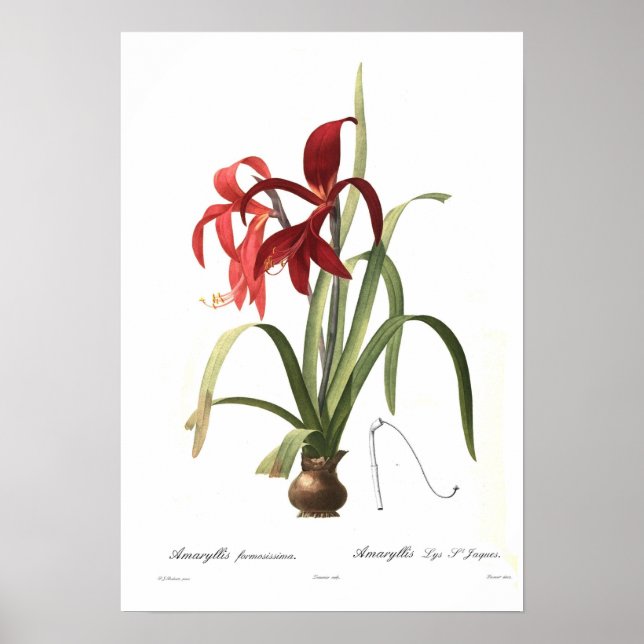 Amaryllis formosissima poster (Front)