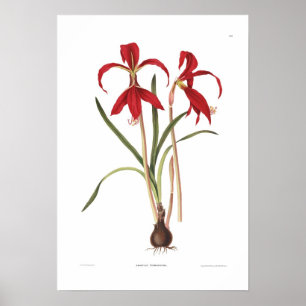 Amaryllis formosissima poster
