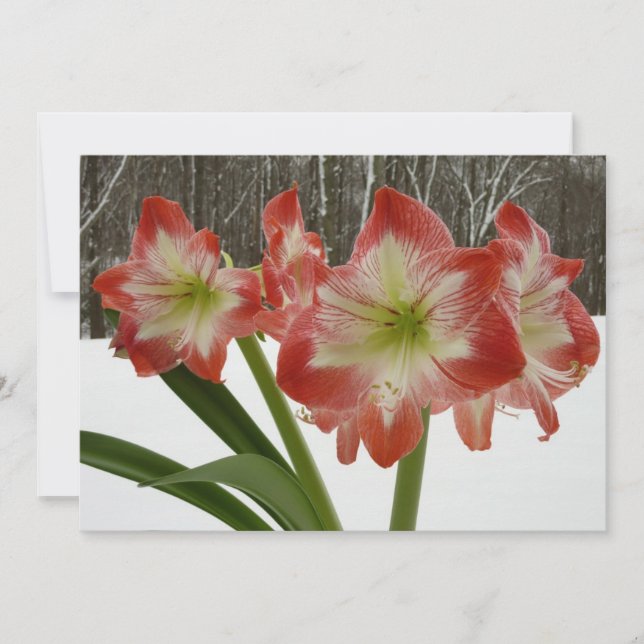 Amaryllis in Snow Red Holiday Winter Floral Card (Front)