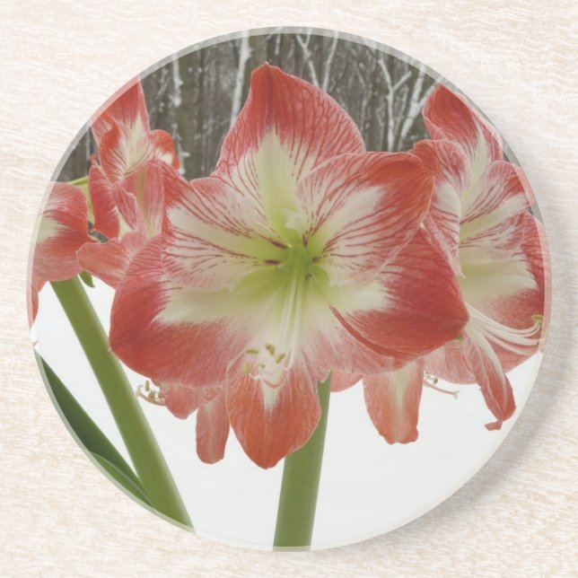 Amaryllis in Snow Red Holiday Winter Floral Coaster (Front)