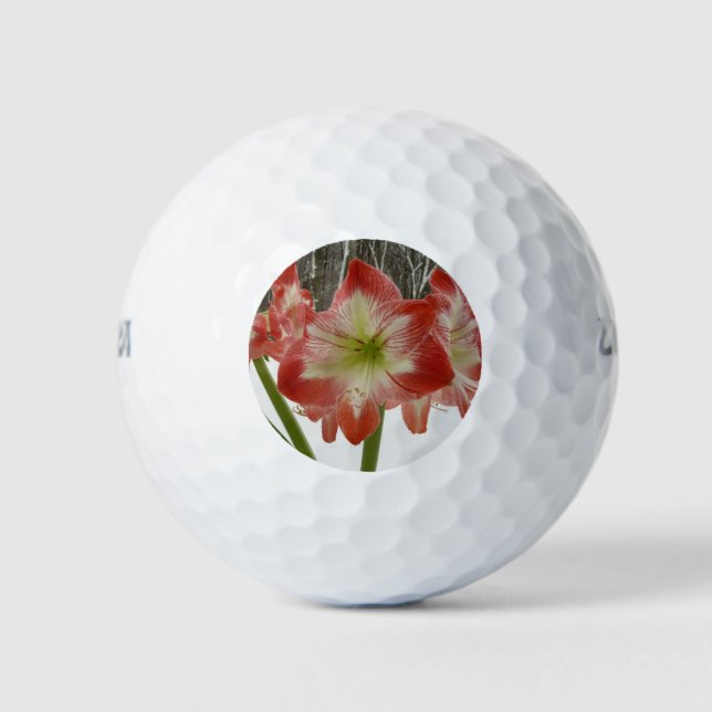 Amaryllis in Snow Red Holiday Winter Floral Golf Balls (Front)
