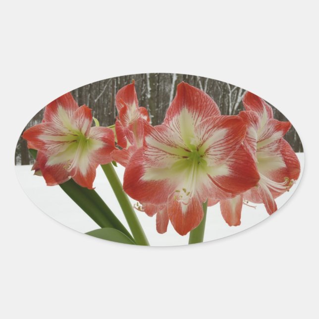 Amaryllis in Snow Red Holiday Winter Floral Oval Sticker (Front)
