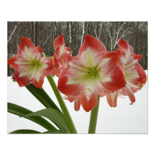 Amaryllis in Snow Red Holiday Winter Floral Photo Print