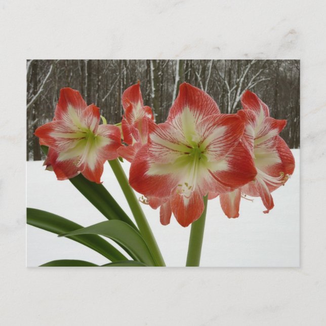 Amaryllis in Snow Red Holiday Winter Floral Postcard (Front)
