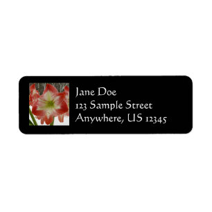 Amaryllis in Snow Red Holiday Winter Floral Return Address Label