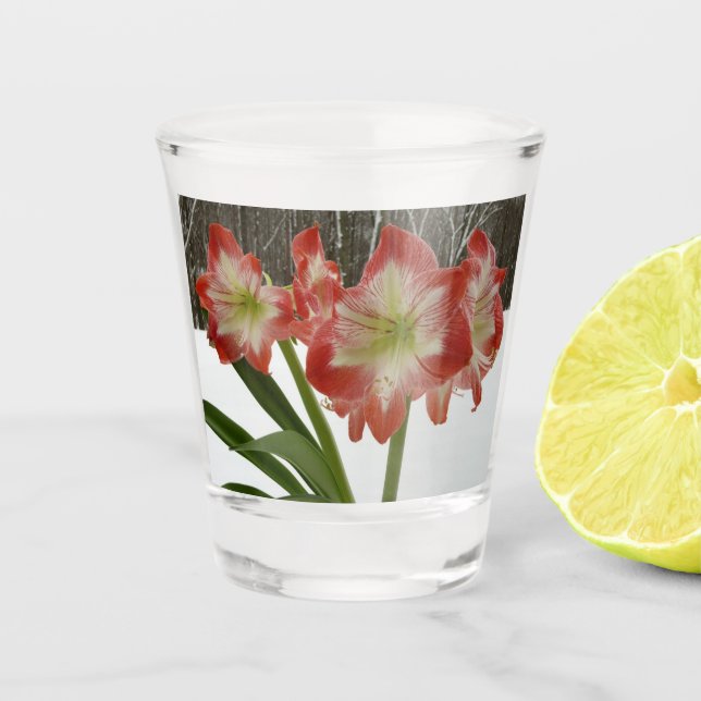 Amaryllis in Snow Red Holiday Winter Floral Shot Glass (Front)