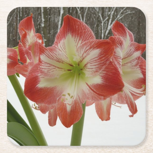 Amaryllis in Snow Red Holiday Winter Floral Square Paper Coaster (Front)