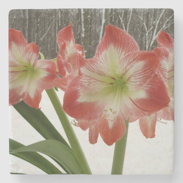 Amaryllis in Snow Red Holiday Winter Floral Stone Coaster (Front)