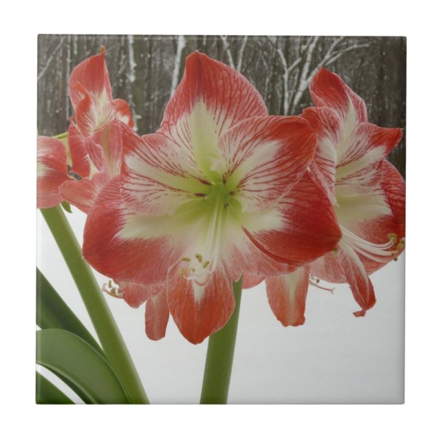 Amaryllis in Snow Red Holiday Winter Floral Tile (Front)