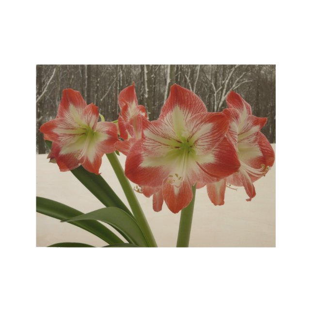 Amaryllis in Snow Red Holiday Winter Floral Wood Poster (Front)