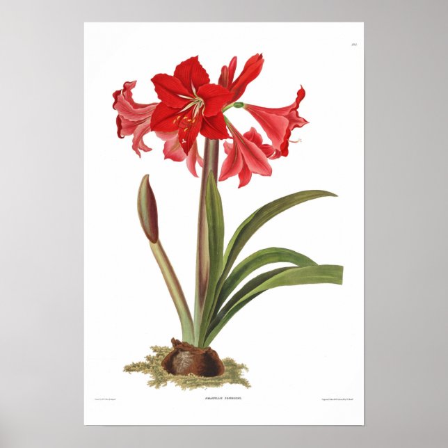 Amaryllis johnsoni poster (Front)