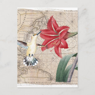 Amaryllis Mao Hummer Postcard