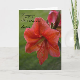 Amaryllis Mother's Day Card