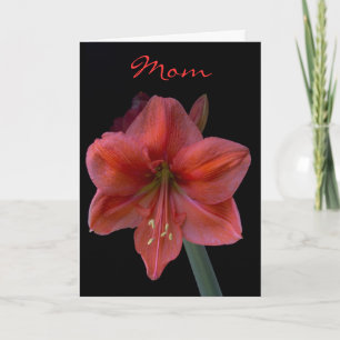 Amaryllis on Black Mother's Day Card