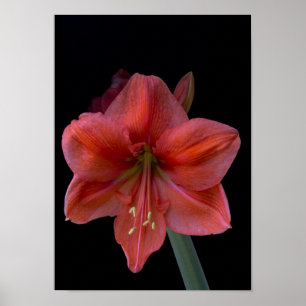 Amaryllis on Black Poster