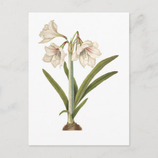 Amaryllis picta postcard