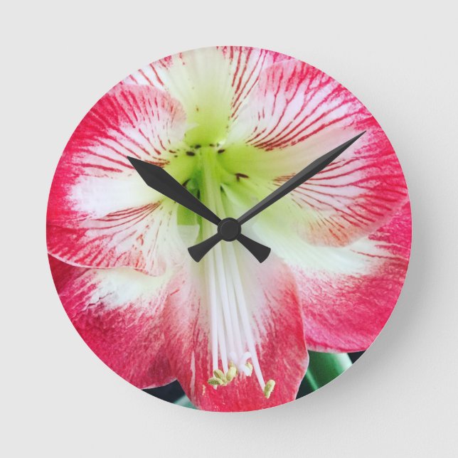 Amaryllis pink white colour gentle flower branch  round clock (Front)