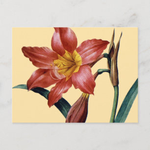 Amaryllis Postcard