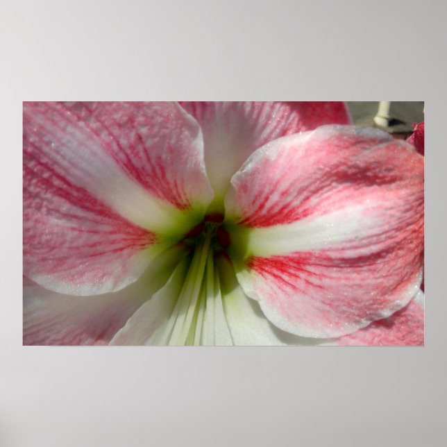 Amaryllis Poster (Front)