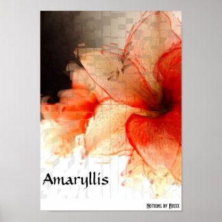 Amaryllis Poster