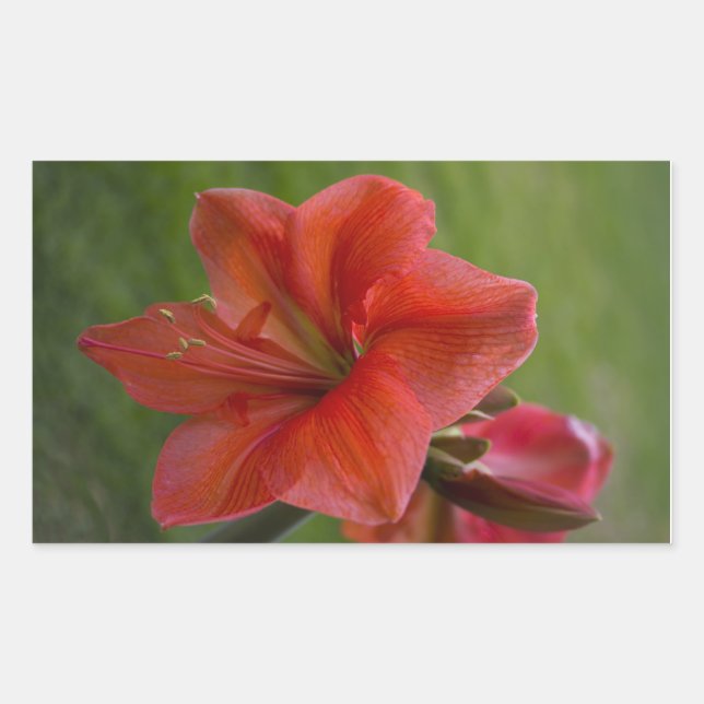 Amaryllis Rectangular Sticker (Front)