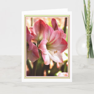 Amaryllis Red And White Blank Card