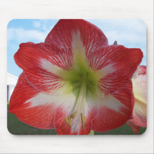 Amaryllis red and white MegaStar Mouse Pad