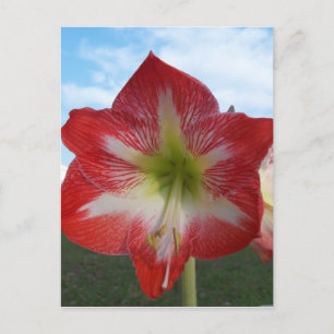 Amaryllis red and white MegaStar Postcard