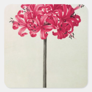 Amaryllis Sarniensis, or Narcissus Square Sticker
