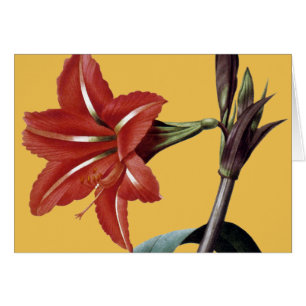 Amaryllis Striped