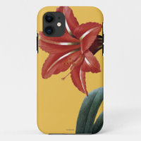 Amaryllis Striped
