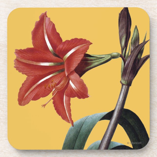 Amaryllis Striped Coaster (Front)