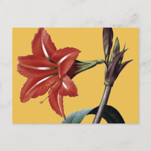 Amaryllis Striped Postcard