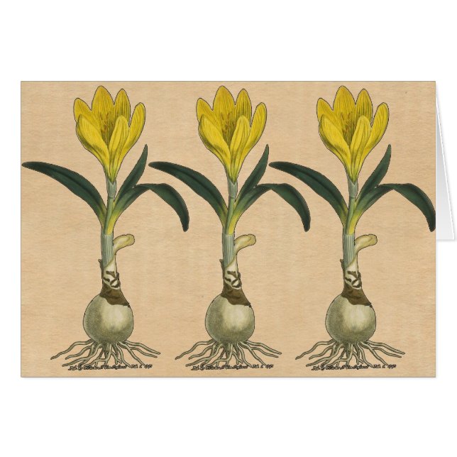 Amaryllis Tulip Botanical Garden Flower (Front Horizontal)