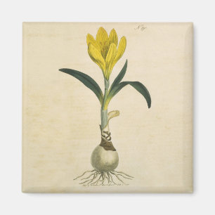 Amaryllis Tulip Botanical Garden Flower Magnet