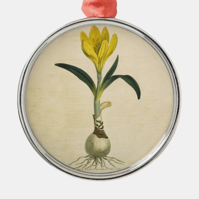 Amaryllis Tulip Botanical Garden Flower Metal Ornament (Front)
