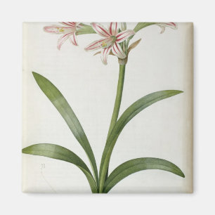 Amaryllis Vittata Magnet