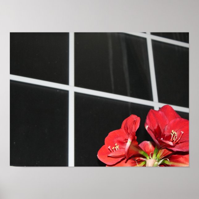 Amaryllis, windowpane, Christmas flower, red  Poster (Front)